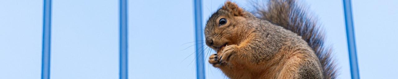 Cute little squirrel eating a nut on the blue bridge